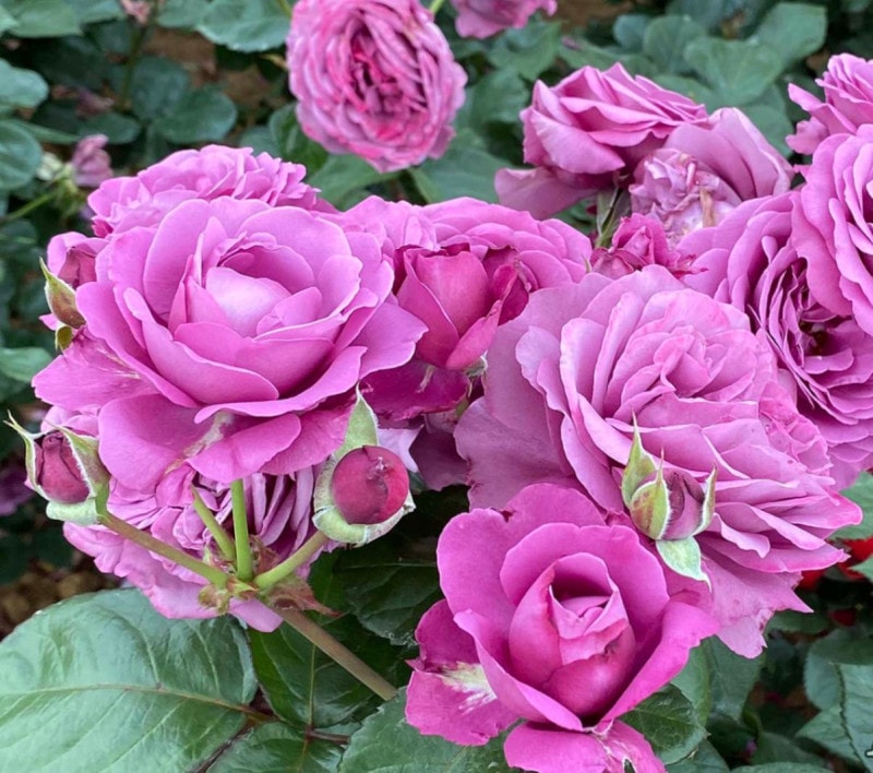 �ץ�ࡦ�ѡ��ե����� &reg; / Plum Perfect / 6��ż��������ݥå�