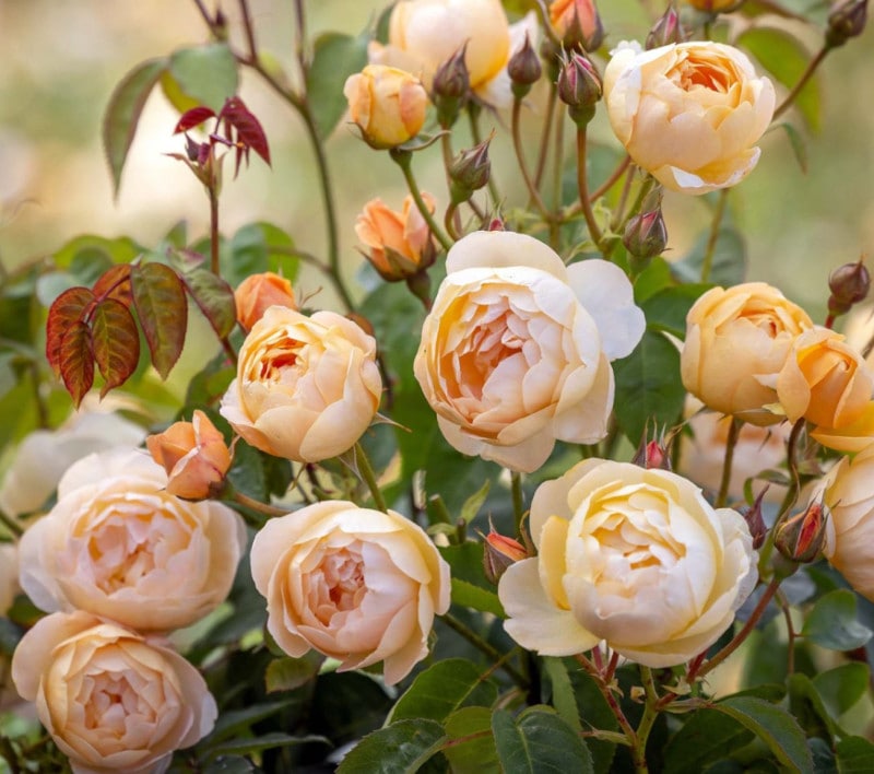 ���ʥҥ塼 &reg;  / Dannahue (Ausa6b15) / 6��ż��������ݥå�