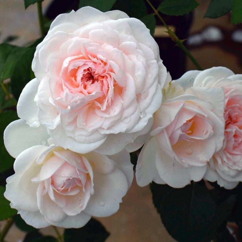 �ץ�󥻥�����������® / Princess Veil® / 6��ż��������ݥå�