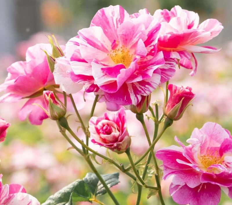 �������󥰥��������� &reg;  / The King's Rose (Ausa27a16) / 6��ż��������ݥå�