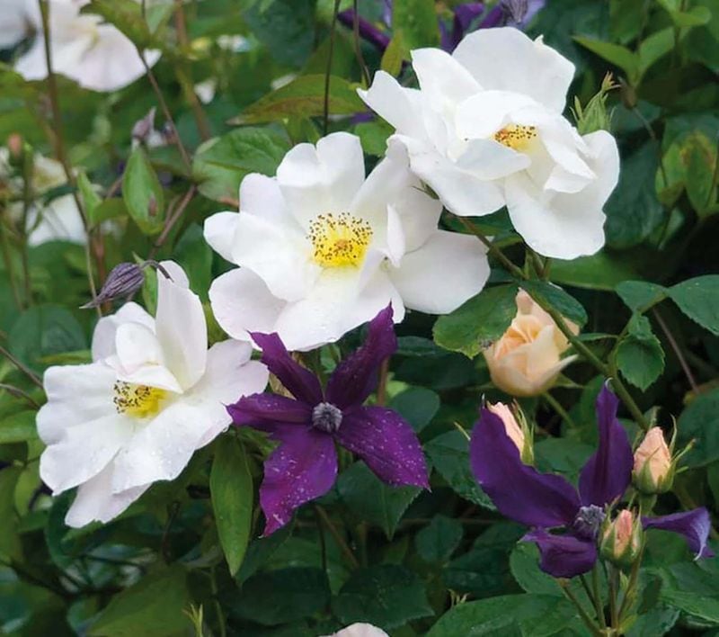 ������åץ���-���饹 &reg;  / Shropshire Lass / 6��ż��������ݥå�