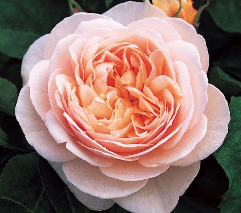 ���������ȡ�����ꥨ &reg;  / Sweet Juliet (Ausleap) / 6��ż��������ݥå�