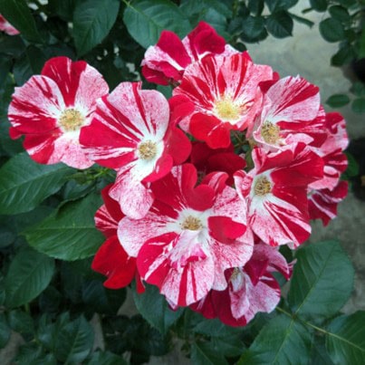 ���ॵ��ӥ󡪏�� / Simsalabim���! / 6��ż��������ݥå�