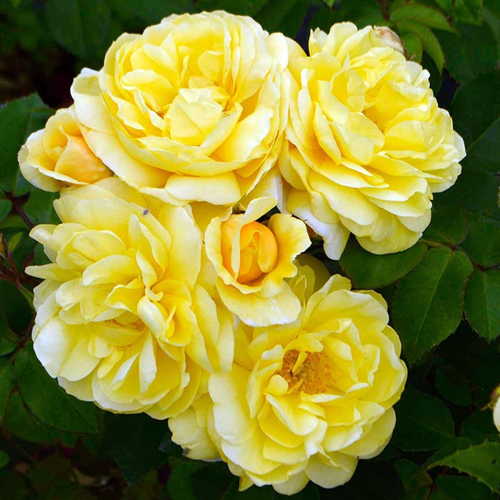 ���ޥ��롦�ϥˡ������������������ޤΥס������ / Smile Hunny Rose/Winnie the pooh / 6��ż��������ݥå�