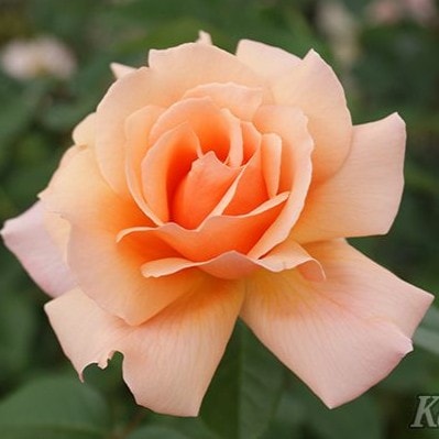 ���ץꥳ�åȡ������ǥ����  / Apricot Candy / 6��ż��������ݥå�