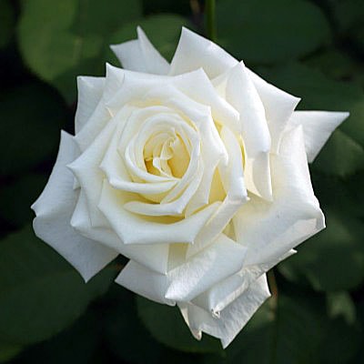 ��ϥ͡��ѥ�����2�����  / Pope John Paul II / 6��ż��������ݥå�