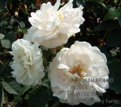 ����С��ޥ����� / Alba Maxima / 6��ż��������ݥå�