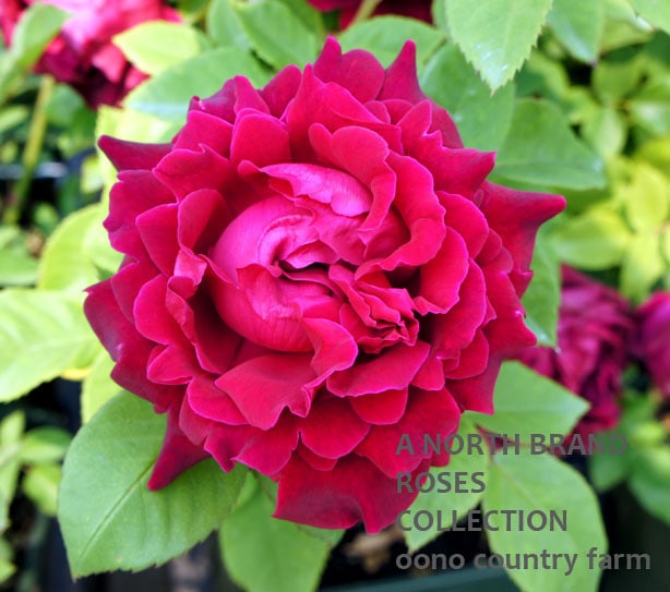 ����ե�åɡ�������� / Alfred Colomb / 6��ż��������ݥå�