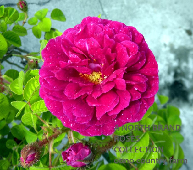 ����ꡦ�ޥ륿�� / Henri Martin / 6��ż��������ݥå�