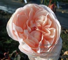 ���졼�̡���å� / Irene Watts / 6��ż��������ݥå�