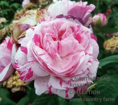 �����ꥨ�������ǥ����ܥ����˥� / Variegata di Bologna / 6��ż��������ݥå�