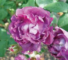 �����ꥢ�ࡦ���� / William Lobb / 6��ż��������ݥå�