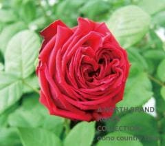 �����쥢�� / Eclair / 6��ż��������ݥå�