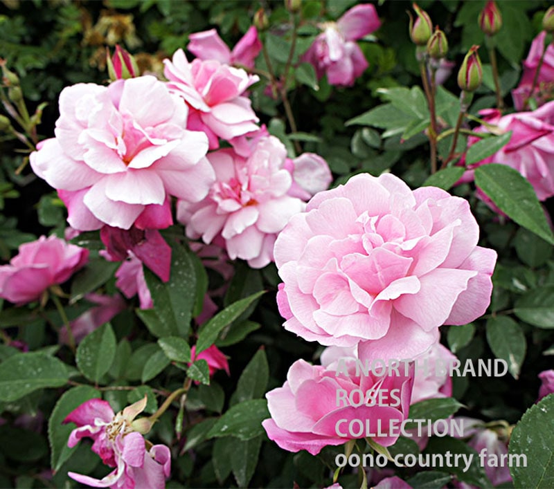 ������ɡ��֥�å��塦���㥤�� / Old Blush China / 6��ż��������ݥå�