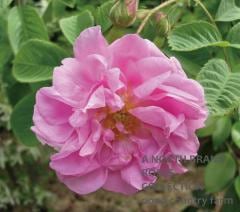 ������ꥯ / Kazanlik / 6��ż��������ݥå�