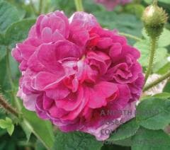 ����ԥƥ��󡦥���󡦥��󥰥�� / Capitaine John Ingram / 6��ż��������ݥå�