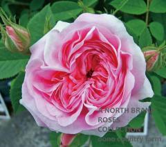 �������󡦥��֡��ǥ�ޡ��� / Queen of Denmark / 6��ż��������ݥå�