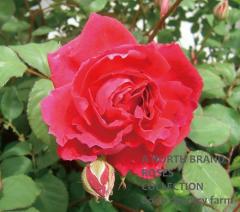 �������ƥ󥷥��ʹ�ŷ��� / ��ŷ�� / 6��ż��������ݥå�