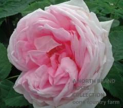 ������롦�ǡ��ॹ�� / Gloire des Mousseux / 6��ż��������ݥå�