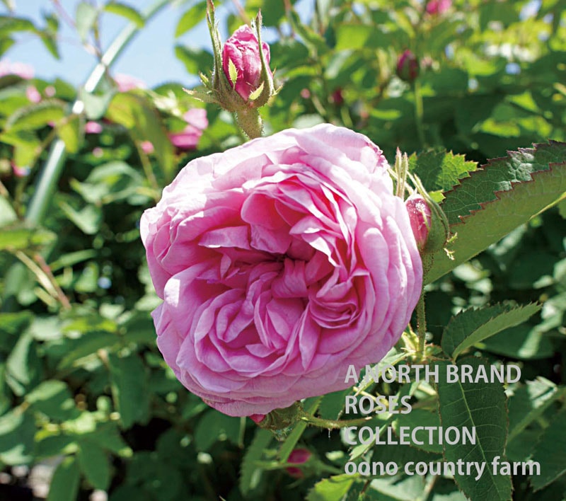 ����ƥ��ե����ꥢ / Centifolia / 6��ż��������ݥå�