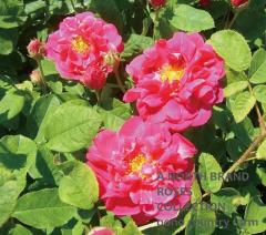 ����ǥ��ȥ�奦�� / Conditorum / 6��ż��������ݥå�