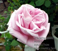 �����åȡ��ơ��ᥤ�䡼 / Conrat F Meyer / 6��ż��������ݥå�