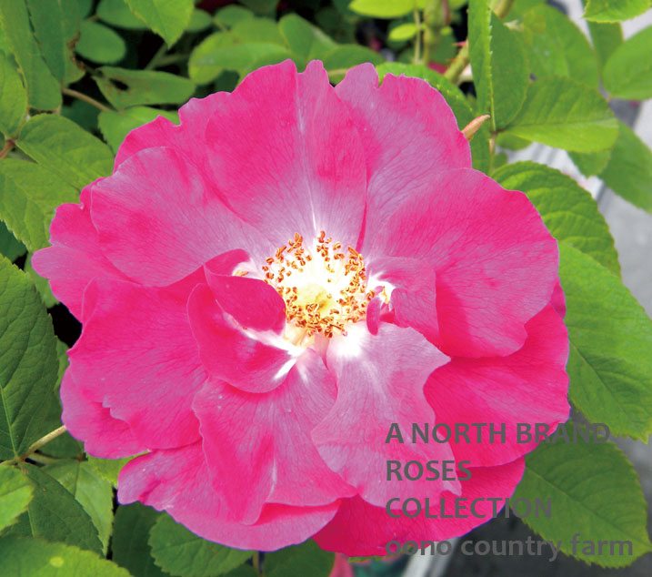 ザ・ポートランド・ローズ / The Portland Rose / 6号硬質ローズポット