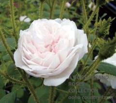 �������顼�����ۥ磻�ȡ��⥹ / Shailer`s White Moss / 6��ż��������ݥå�