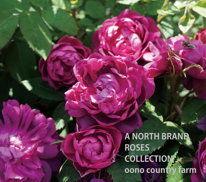 �������ॺ���������� / James Veitch / 6��ż��������ݥå�