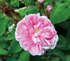 �������ॹ���ߥå����� / James Mitchell / 6��ż��������ݥå�