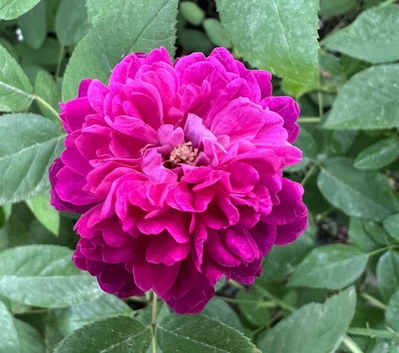 �����祯�ʻ�̡� / Shigyoku / 6��ż��������ݥå�