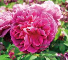 ���å��󥰥ϡ��ȡ�����å��� / SissingHurst Castle / 6��ż��������ݥå�