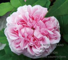 ����å�������ƥ��� / Jacques Cartier / 6��ż��������ݥå�