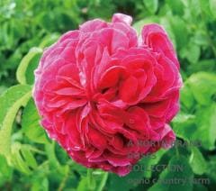 �����롦�ɡ��ߥ륺 / Charles du Mills / 6��ż��������ݥå�