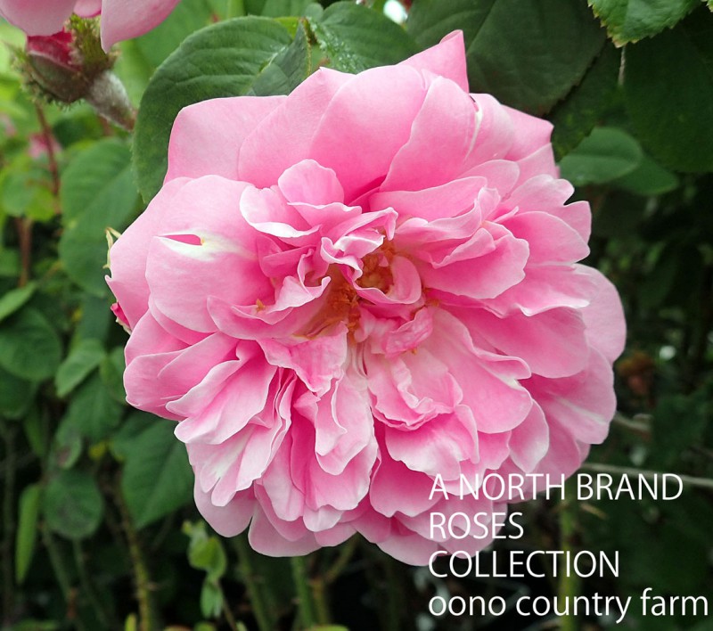 �����̡��ɥ������ե����� / Jeanne de Montfort / 6��ż��������ݥå�