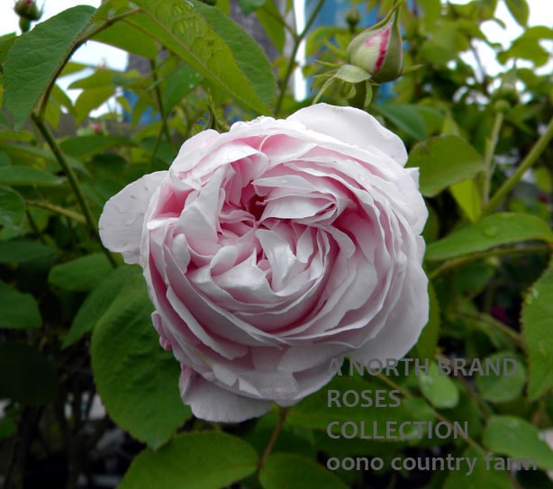 ����Ρ� / Juno / 6��ż��������ݥå�