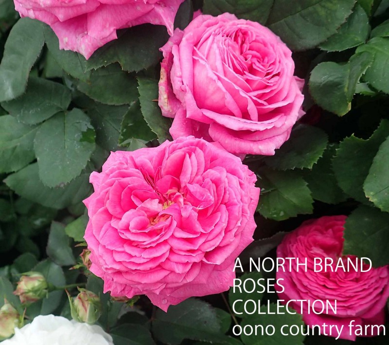 ����󡦥ۥåѡ� / Jhon Hopper / 6��ż��������ݥå�