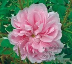 ���� / Zoe / 6��ż��������ݥå�