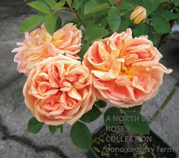 ���쥤�桦�ɡ��� / Soleil dOr / 6��ż��������ݥå�