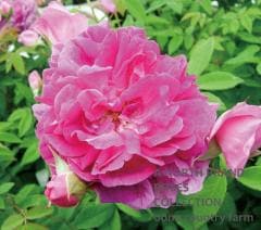 �ȥ����롦�ɥ����ޥ饳�� / Tour de Malakoff / 6��ż��������ݥå�