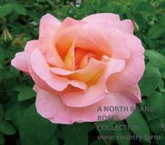 �ɥ����������å��ʡ� / Dr Eckener / 6��ż��������ݥå�