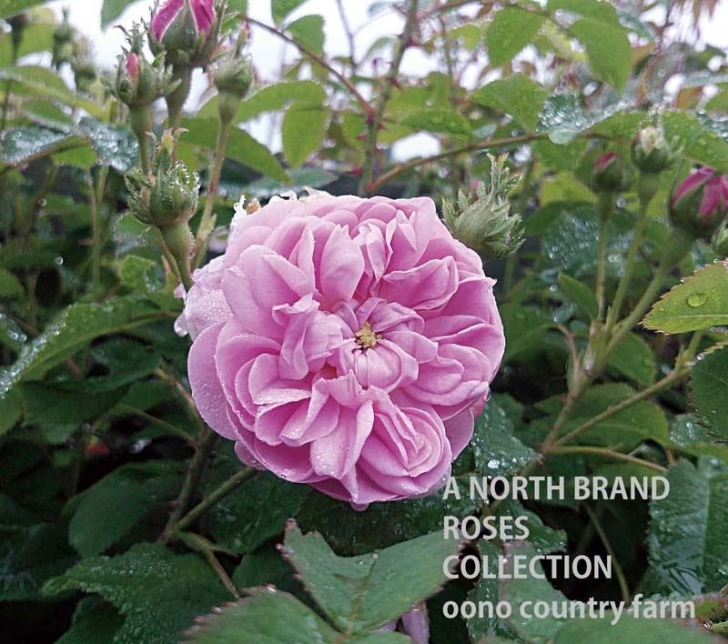 プティット・ド・オーランド / Petite de Hollande / 6号硬質ローズポット