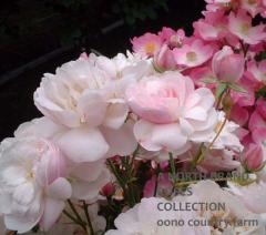 �֥�å��塦�Υ����å� / Blush Noisette / 6��ż��������ݥå�