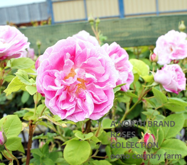 �֥�ܥ󡦥������� / Bourbon Queen / 6��ż��������ݥå�