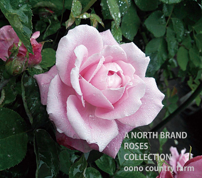 �ߥ������ҡ��ǡ����㡼�ޥ󡦥����ե����� / Mrs R.G.Sharman Crauford / 6��ż��������ݥå�