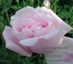 �顦�졼�̡��������ȥꥢ / �̣� Reine Victoria / 6��ż��������ݥå�