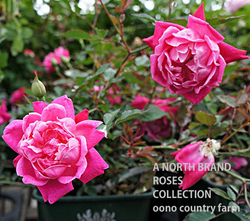 ルイ フィリップ Louis Philippe 6号硬質ローズポット