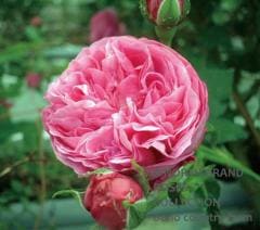 �륤�������ǥ��� / Louise Odier / 6��ż��������ݥå�