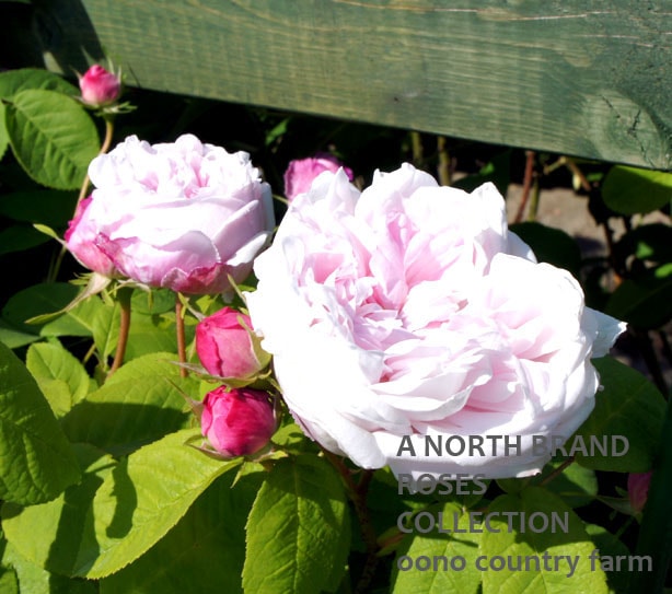 ����ȥ˥����ɥ�⥢ / Antonia d`Ormois / 6��ż��������ݥå�