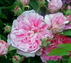 �����ѥϥ� / Ispahan / 6��ż��������ݥå�